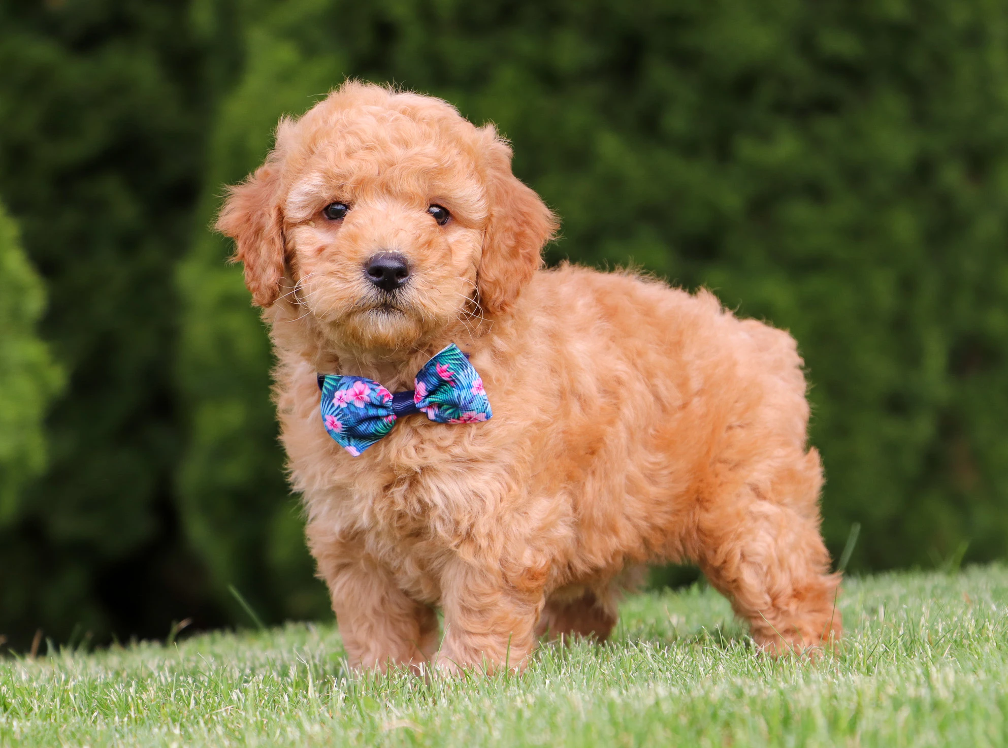 Cavapoo puppy