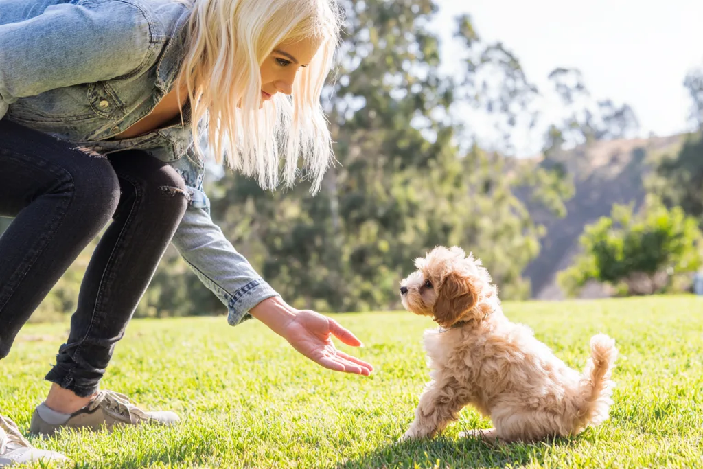 Woman training a small puppy in a grassy field