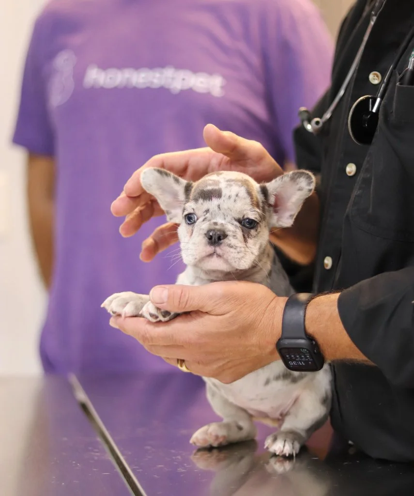 Veterinarian examining puppy with NYC Dog Breeders team